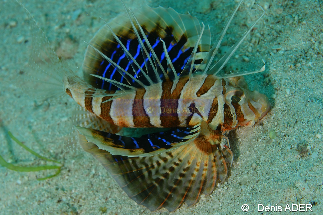 Parapterois hetururus Pterois a voile bleu-Liwutonkidi Island 2-16m-20180604-Denis-ADER-DSC_4021_tn.jpg
